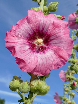 Die Gewöhnliche Stockrose (Alcea rosa) ist eine Pflanzenart aus der Gattung Stockrosen (Alcea) innerhalb der Familie der Malvengewächse (Malvaceae). Viele Sorten werden hierzulande als Zierpflanzen verwendet. Die Gewöhnliche Stockrose ist eine zweijährige