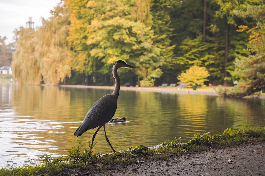 Nicht nur wir Menschen fühlen uns hier wohl: ein Graureiher schreitet erhaben am Ufer auf und ab. | Die Kölner Parkweiher – Adenauer Weiher