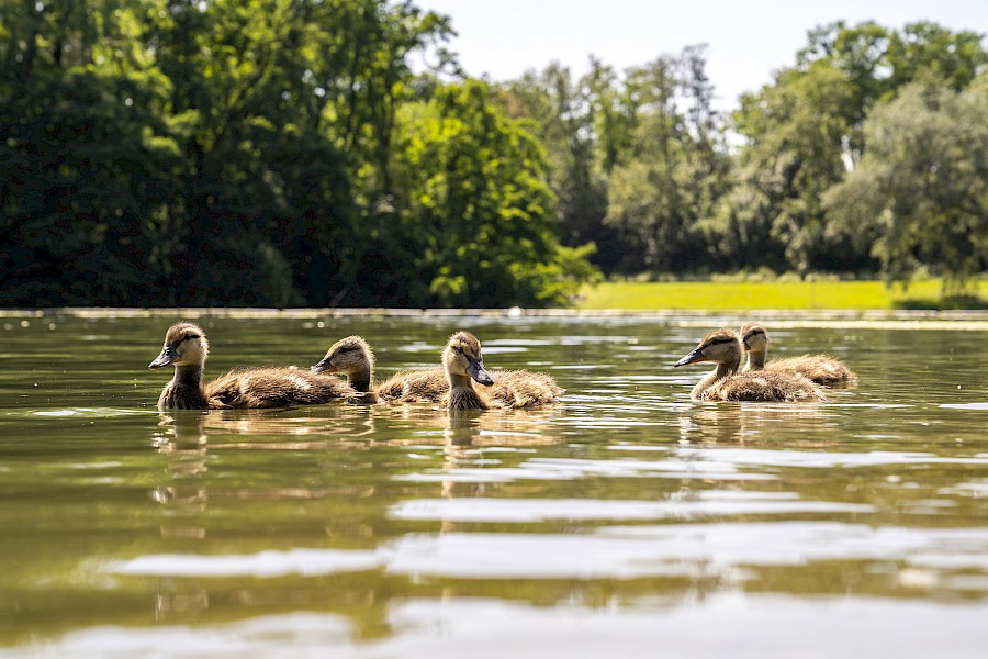 Die Wasservögel genießen die Ruhe rund um den Parkweiher. | Die Kölner Parkweiher – Kalscheurer Weiher