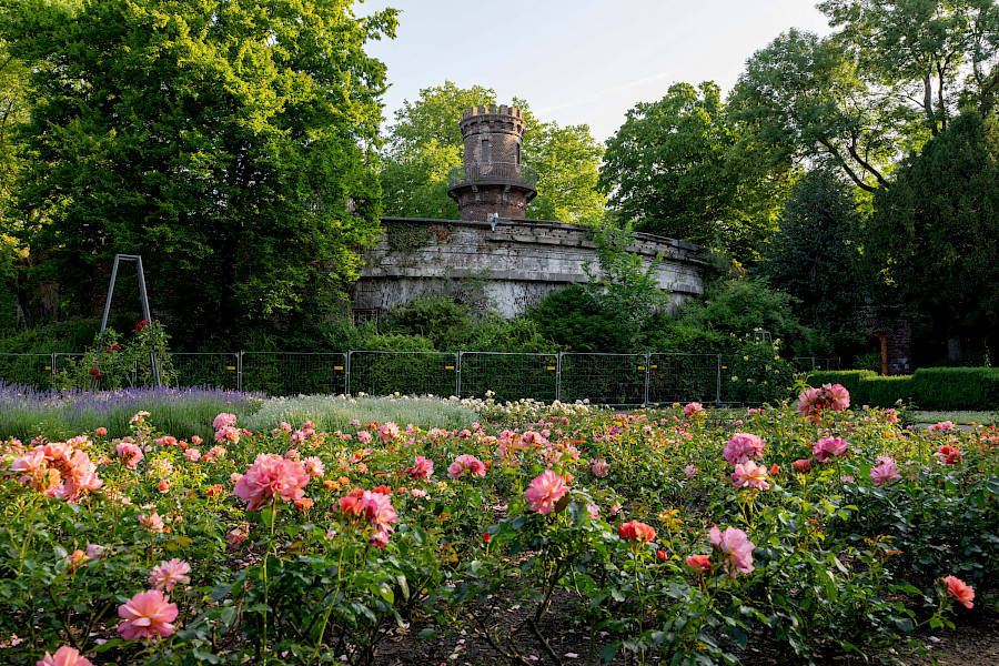 Rosengarten am Fort Paul | Die Kölner Parkweiher – Volksgartenweiher